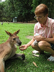 092 Port Douglas Wildlife Habitat